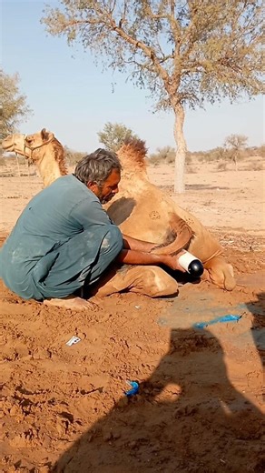 حيلة مذهلة في الصحراء مزارع يُنقذ جمله بوسيلة غريبة تُصدر أنغام البرودة! 🐪🎶❄️✨