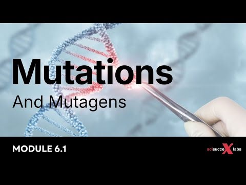 Module 6.1 Mutations | Mutagens & Mutations (HSC Biology Band 6 Breakdown)