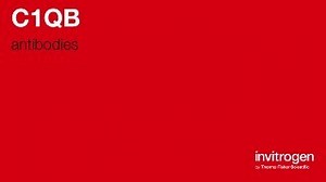 C1QB antibodies from Thermo Fisher Scientific