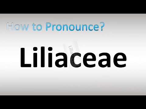 How to Pronounce Liliaceae