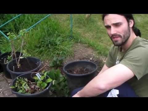 How to propogate your own rootstocks minimising waste.