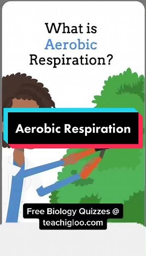 Teach Igloo on TikTok