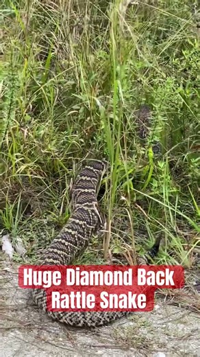 Huge diamond back rattle snake