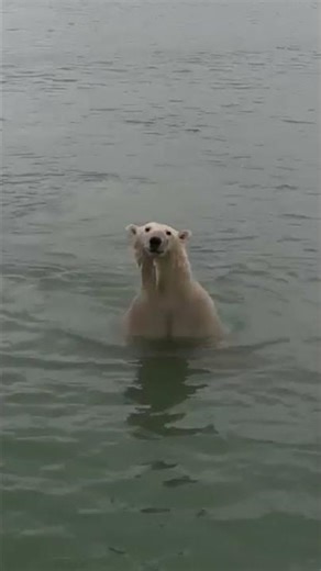День полярного медведя