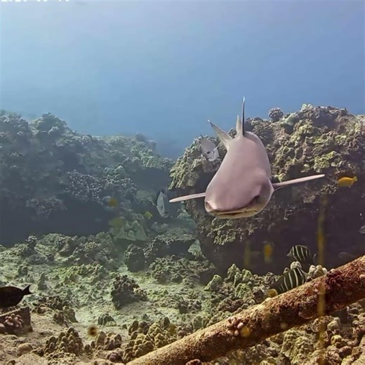 Shark Incoming Right At Us 4k | MEGA Lab Cam | Hawaii live #like #share #youtubeshorts