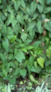 85K views · 768 reactions | Our deli department just introduced a new hit to the kara-oke chicken lineup. Think sweet, nutty miso, crispy karaage chicken and a drizzle of unagi sauce all over warm rice—mmmm. Try it for lunch, dinner or anytime you’re craving something ‘ono to see why it’s so worth singing about. | Foodland - Hawaii | Facebook