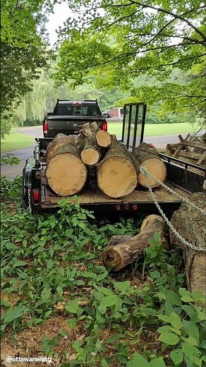 loading and unloading big pine logs