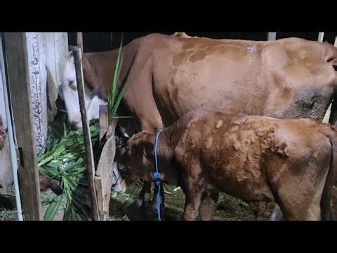 Peaceful Cow Sounds | Calm Farm Vibes 🐮🐄#animals #cows #farmer