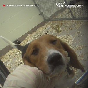 YOU can be their voice. Dog testing is still happening in the United States. This undercover footage is a glimpse into the horrific reality for these innocent animals. Your signature takes a stand against cruelty. | Humane World for Animals