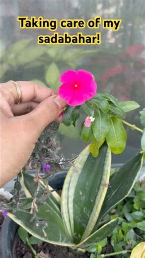 How to take care of sadabahar plant to get more flowering #sadabahar #balconygarden #garden #green