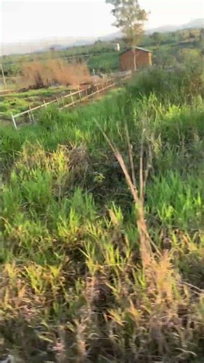 The most chill nature scenery I've ever seen. #Wanderlust #NatureLovers #ChillVibes #RoadTrip #asmr