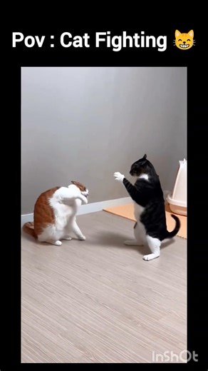 cat Fighting 😼💯 #catfunny #music #song #remix