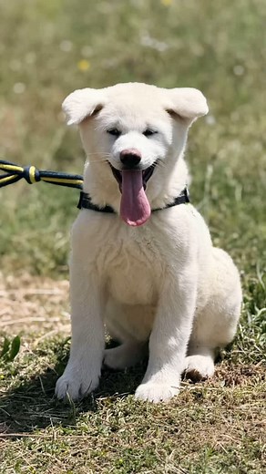 Le départ du magnifique Aïko, mâle Akita Inu blanc LOF 🐼🤍 pour Thonon-les-bains (74). Belle route à toi petit bonhomme 🥰 tu es magnifique 😍 et tellement gentil 🥰 #akitainu #akitainupuppy #akitainubreeder #akitainubaby #akitainuclub #akitainudogs #akitainufrance #akitainujapanese #akitainu_cute #akitainuworld | Elevage en pleine nature