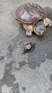 78K views · 179 reactions | Slow turtle  #TrendingNow #ViralVideo #AmazingVideos #USA #UnitedStates #India | Inspiring Life Moments | Facebook