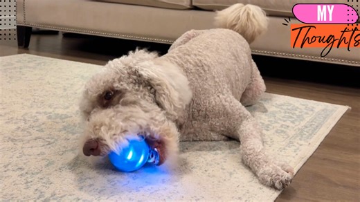 Watch Rechargeable   Automatic Moving! LED Dog Ball for Solo Play on Amazon Live