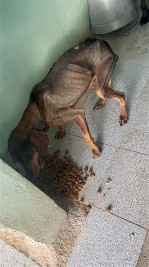 Joeys glowup!!💁🏽💁🏽When Joey arrived in January he was in a awful condition, with open wounds all over him and looked like he hadn’t had a proper meal in a very long time! But just look at him now!!! He’s now ready for his forever home, he’s a little shy at first but once he knows you’re okay he loves a cuddle! Great with both male and female dogs, in general a really fun cheerful boy!❤️ | Dog Valley Rescue Center