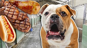 4.7K views · 378 reactions | Letting a homeless bulldog pick his first meal 梁 | Rocky Kanaka | Facebook