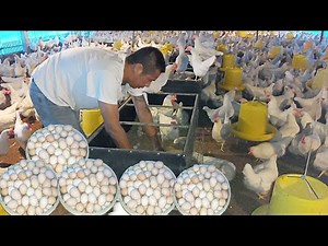 Harvesting Egyptian chicken eggs - Farm and Contry Life