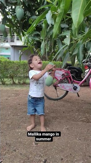 Mallika 🥭 home garden मल्लिका जो नीलम और दशहरी आम के संकरण से बनी है। #youtubeshorts