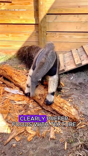 A day in the life of an anteater… ever seen that long tongue in action? 👀 #anteater #amazinganimalsworld #animalverse #wildlifephotography #wildlife #wildsurvival ##animals | Animal Verse