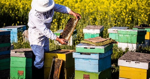 Prijave za subvencije za pčelarstvo počinju danas, traju do početka jula