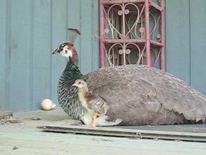 Baby Peacocks on Day One of Life!