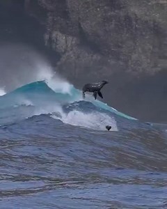 9.1K views · 190 reactions | Surfing sea lions!  ‎ ‎ Did you know sea lions can reach speeds of up to 25 miles per hour (40 km/h) in the water—making them one of the fastest marine mammals.  ‎ ‎ #SeaLions #Waves ‎ ‎  Steve Stewart-Williams | Grays Harbor Historical Seaport | Facebook