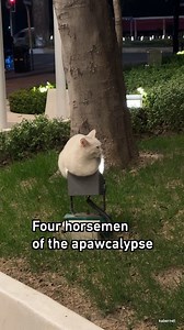 2M views · 5.1K reactions | They are NPCs from games! #cats #9gagtv | 9GAG TV | Facebook