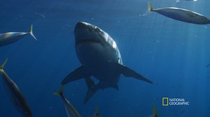 3.8M views · 44K reactions | Great white sharks are apex predators that typically only die of natural causes. But when the bodies of 5 great whites washed up on shore with signs of physical violence, it looks like the hunters became the hunted. Sharkfest continues with a new episode of When Sharks Attack tonight on Nat Geo WILD. | National Geographic Animals | Facebook