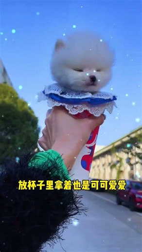 Teacup dog, Pomeranian, Shunsuke