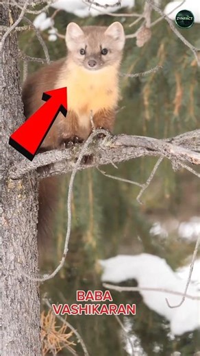 “Ye chhota sa Stoat apne shikar ko nacha ke pakadta hai ” #viral #shorts