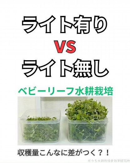ベビーリーフ水耕栽培『育成ライト有無収穫量』どれだけ変わる？