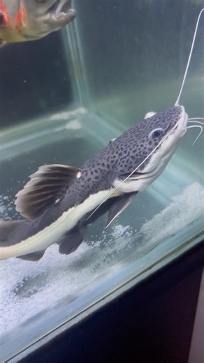 Redtail catfish🐠| #redtailcatfish #catfish #monsterfish #fish #fishtank #aquarium #ytshorts #shorts