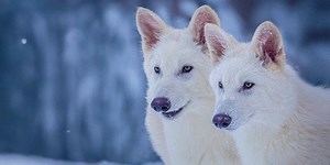 Experts bring back dire wolves after 10,000 years and pay tribute to Game of Thrones