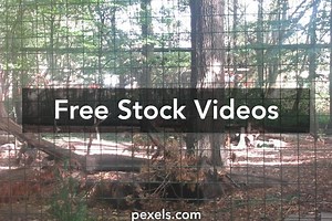 Wolf Run Videos, Download The BEST Free 4k Stock Video Footage & Wolf Run HD Video Clips
