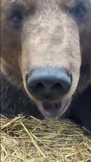 Feeding a Brown Bear Grass – Wild Encounter!