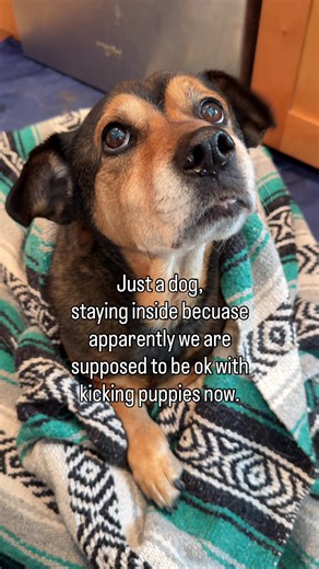 And the media said “the miniature terrier attacked him so it was justified to break one of the dog’s ribs”