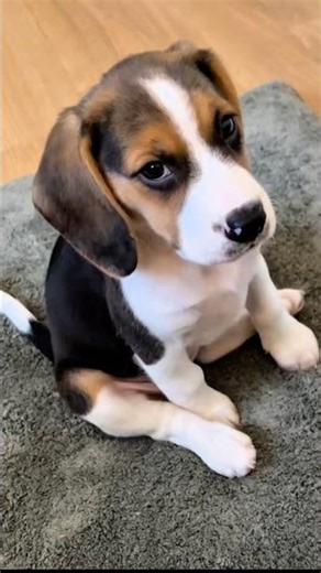 5 Reasons Beagles Were Bred for Hunting 🐾🎯 | Built for the Chase!