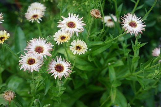 How to Use Trap Crops in Your Garden • Gardenary