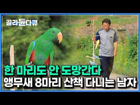 “키우다 보면 개보다 낫다니까” 앵무새와 24시간 붙어지내는 남자의 일상｜한국기행｜#골라듄다큐