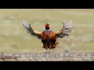 Ring-necked Pheasant calling.
