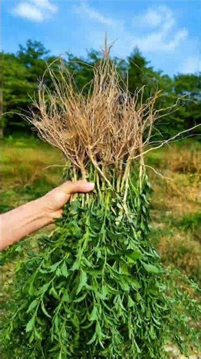 This Tiny Plant Has Incredible Health Benefits! #shorts #farming #plants