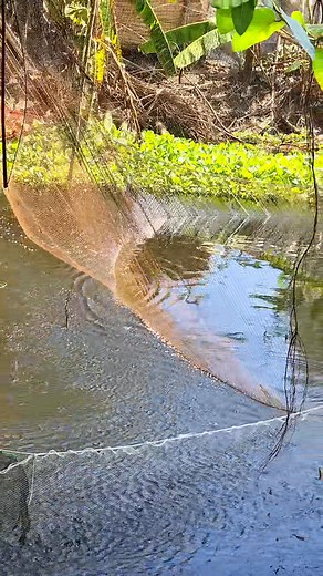 1.5M views · 6.9K reactions | খড়া জাল দিয়ে মাছ ধরার সুন্দর দৃশ্য | Fast Review | Facebook