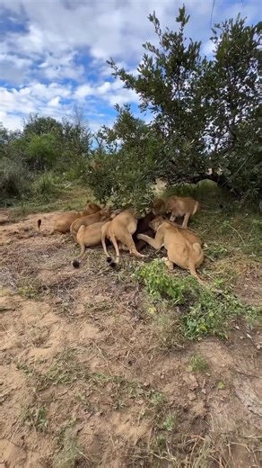 A pride of lions feasts in peace… until the king arrives to claim his share. Nature’s hierarchy in action raw, real, and unforgettable. 👉 Experience these moments up close with Travel Wise Safari in Tanzania! #TravelTanzania #WildAfrica #LionKing #TanzaniaSafari #SafariLife #PrideOfLions #NatureAtItsBest #TravelWiseSafari #SerengetiMagic | Travel Wise Safari Tanzania
