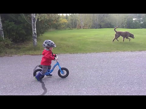 1 year old baby Riding bike - Baby Riding a Balance Bike - Teaching a BABY to ride a bike?