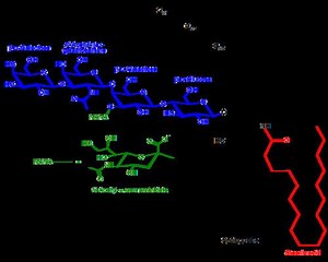 Ganglioside - Alchetron, The Free Social Encyclopedia