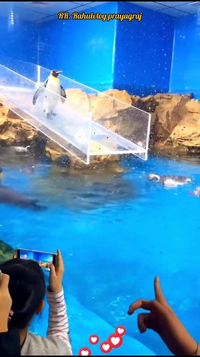 Funny Penguin Slip 😂 | Cutest Animal Moment Caught on Camera! Description... This adorable penguin just slipped like it was in a cartoon! 🐧💦 Watch this cute and funny moment that'll instantly make your day brighter 😄❤️ If you love animal bloopers and funny wildlife moments — don’t forget to LIKE 👍, FOLLOW 🐾, and SHARE it with your friends #FunnyPenguin #PenguinSlip #AnimalComedy #ViralAnimalVideo #CuteAnimalMoments #LaughWithAnimals #PenguinLove #FunnyReels #AnimalLovers #CartoonVibes #Ani