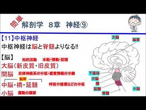 簡単解剖学 ８章 神経⑨(中枢神経)