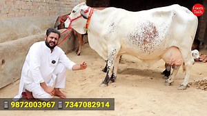 79K views · 2.3K reactions | 30 Liter Super Big Udder Cow  धीरा भाई की स्पेशल गाय  को Videos Farm Talk Cholistani Sahiwal Rathi Part 12 | Farm Talk | Facebook