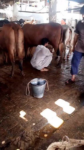 #pakistanishokeen #cowmandi #qurbani #karachicowmandi #gujjardairyfarm #chsaadgujjar #milkingtime